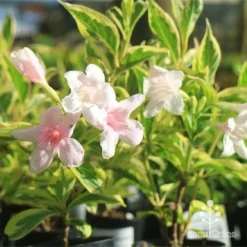 Weigela Variegated -Cheap The Aussie Garden Store apo variegated weigela tubestock flower