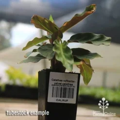 Calathea Rufibarba - Velvet Calathea -Cheap The Aussie Garden Store apo velvet calathea tubestock
