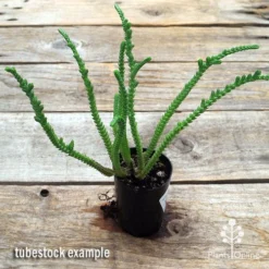 Crassula - Watchchain, Rat Tail Succulent -Cheap The Aussie Garden Store apo watch chain crassula tubestock