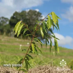 Waterhousea Sweeper - Weeping Lilly Pilly -Cheap The Aussie Garden Store apo waterhousea sweeper 1
