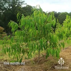 Waterhousea Sweeper - Weeping Lilly Pilly -Cheap The Aussie Garden Store apo waterhousea sweeper 2