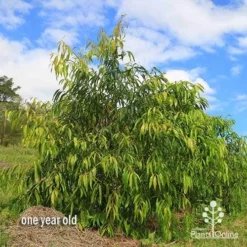 Waterhousea Sweeper - Weeping Lilly Pilly -Cheap The Aussie Garden Store apo waterhousea sweeper 3