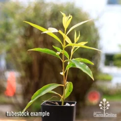 Cheap The Aussie Garden Store -Cheap The Aussie Garden Store apo waterhousea sweeper tubestock