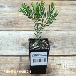 Chamelaucium MY SWEET 16™ - Waxflower 9 Chamelaucium MY SWEET 16™ - Waxflower -Cheap The Aussie Garden Store apo wax sweet 16