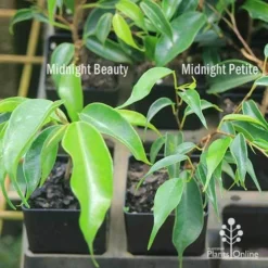 Ficus Benjamina Midnight Beauty - Weeping Fig -Cheap The Aussie Garden Store apo weeping fig leaf size