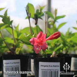 Weigela Eva Rathke -Cheap The Aussie Garden Store apo weigela eva rathke tubestock in flower