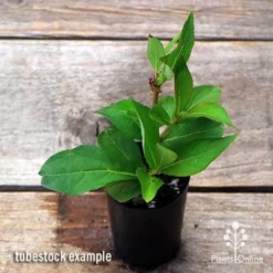 Weigela Eva Rathke -Cheap The Aussie Garden Store apo weigela eva rathke tubestock top