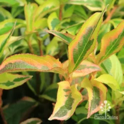 Weigela Variegated -Cheap The Aussie Garden Store apo weigela variegated colour