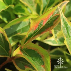 Weigela Variegated -Cheap The Aussie Garden Store apo weigela variegated colour2
