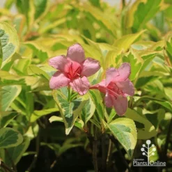 Weigela Variegated -Cheap The Aussie Garden Store apo weigela variegated flowers