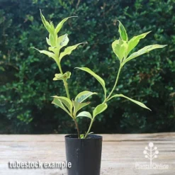 Weigela Variegated -Cheap The Aussie Garden Store apo weigela variegated tubetock