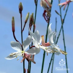 Gaura White -Cheap The Aussie Garden Store apo white gaura blue sky