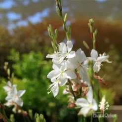 Gaura White -Cheap The Aussie Garden Store apo white gaura flowers2