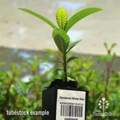 Gardenia White Star -Cheap The Aussie Garden Store apo white star gardenia tubestock