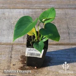 Anthurium White Winner -Cheap The Aussie Garden Store apo white winner tubestock top