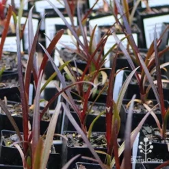 Crinum Wine Time - Swamp Lily -Cheap The Aussie Garden Store apo wine time tubestocks and fly