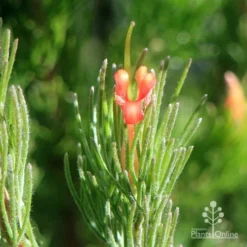 Adenanthos - Woolly Bush -Cheap The Aussie Garden Store apo woolly bush flower closeup