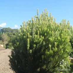 Adenanthos - Woolly Bush -Cheap The Aussie Garden Store apo woolly bush nursery