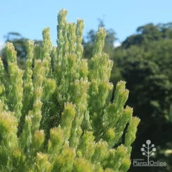 Adenanthos - Woolly Bush -Cheap The Aussie Garden Store apo woolly bush profile
