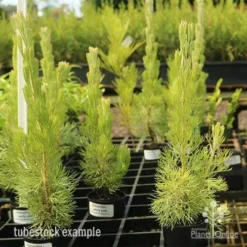 Adenanthos - Woolly Bush -Cheap The Aussie Garden Store apo woolly bush tubes