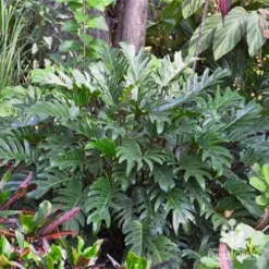 Philodendron Xanadu -Cheap The Aussie Garden Store apo xanadu in tropical border