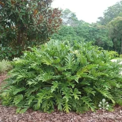 Philodendron Xanadu -Cheap The Aussie Garden Store apo xanadu mature