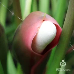 Philodendron Xanadu -Cheap The Aussie Garden Store apo xanadu mature flowerbud