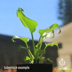 Philodendron Xanadu -Cheap The Aussie Garden Store apo xanadu tubestock blue sky