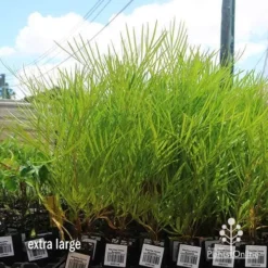 Grevillea Yamba Sunshine -Cheap The Aussie Garden Store apo yamba sunshine dec large