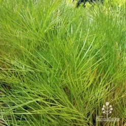 Grevillea Yamba Sunshine -Cheap The Aussie Garden Store apo yamba sunshine foliage