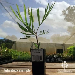 Grevillea Yamba Sunshine -Cheap The Aussie Garden Store apo yamba sunshine tubestock side