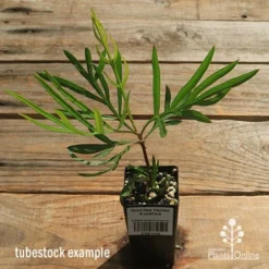 Grevillea Yamba Sunshine -Cheap The Aussie Garden Store apo yamba sunshine tubestock top