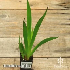 Anigozanthos Yellow Gem - Kangaroo Paw 9 Anigozanthos Yellow Gem - Kangaroo Paw -Cheap The Aussie Garden Store apo yellow gem tubestock