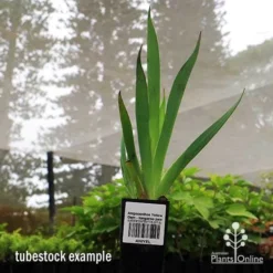 Anigozanthos Yellow Gem - Kangaroo Paw 10 Anigozanthos Yellow Gem - Kangaroo Paw -Cheap The Aussie Garden Store apo yellow gem tubestock2