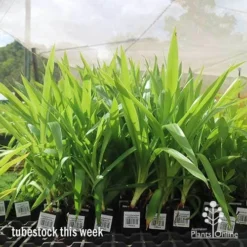 Yucca Elephantipes - Soft-tip Yucca -Cheap The Aussie Garden Store apo yucca big