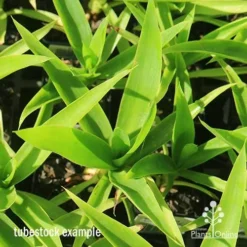 Yucca Elephantipes - Soft-tip Yucca -Cheap The Aussie Garden Store apo yucca soft tip tubestock top 1