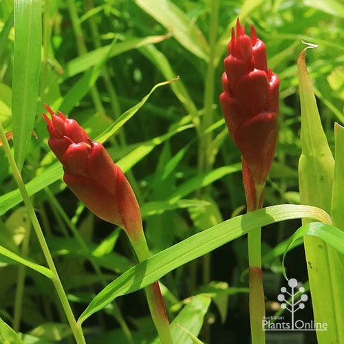 Zingiber - Edible Ginger 2 Zingiber - Edible Ginger - Image 2