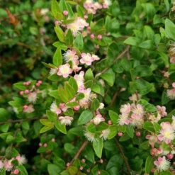 Austromyrtus Blush - Pink Midgem Berry