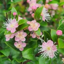 Austromyrtus Blush - Pink Midgem Berry -Cheap The Aussie Garden Store austromyrtus blush close