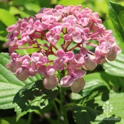 Hydrangea Ayesha