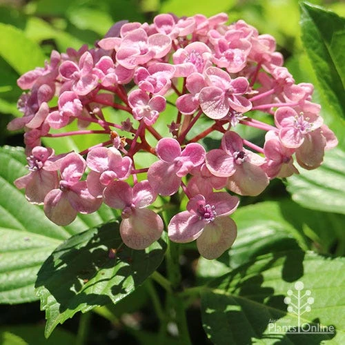 Hydrangea Ayesha 1 Hydrangea Ayesha