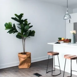 Ficus Lyrata Bambino - Fiddle Leaf Fig -Cheap The Aussie Garden Store bambino kitchen