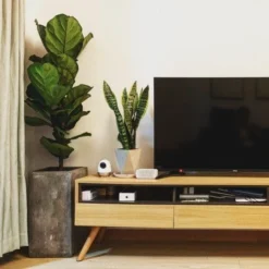 Ficus Lyrata Bambino - Fiddle Leaf Fig -Cheap The Aussie Garden Store bambino tv