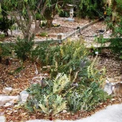 Banksia Blechnifolia -Cheap The Aussie Garden Store banksia blechnifolia flickr sydney oats 3