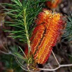Banksia Spinulosa - Hairpin Banksia