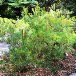Banksia Spinulosa - Hairpin Banksia -Cheap The Aussie Garden Store banksiaspinulosa
