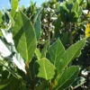 Laurus Nobilis - Bay Tree