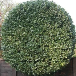 Laurus Miles Choice - Bay Tree -Cheap The Aussie Garden Store baytree flickr brian snelson 500