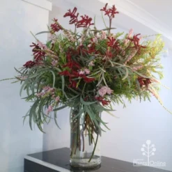Anigozanthos Big Red - Kangaroo Paw -Cheap The Aussie Garden Store big red arrangement