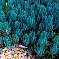 Senecio Chalk Sticks - Succulent -Cheap The Aussie Garden Store blue chalk sticks groundcover
